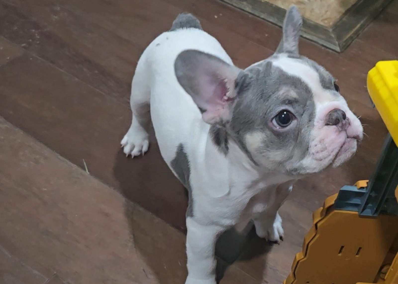 Stewart "Stewy" - Image 2