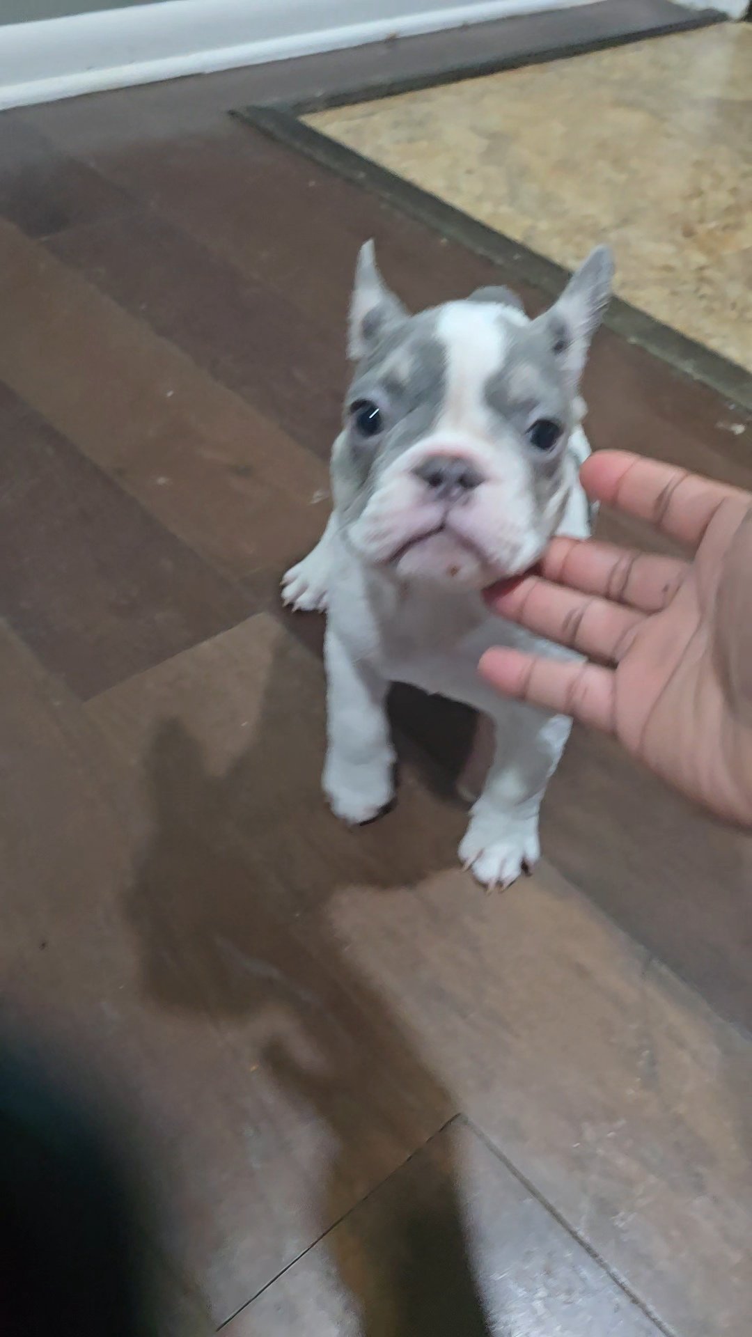 Stewart "Stewy" - Image 3