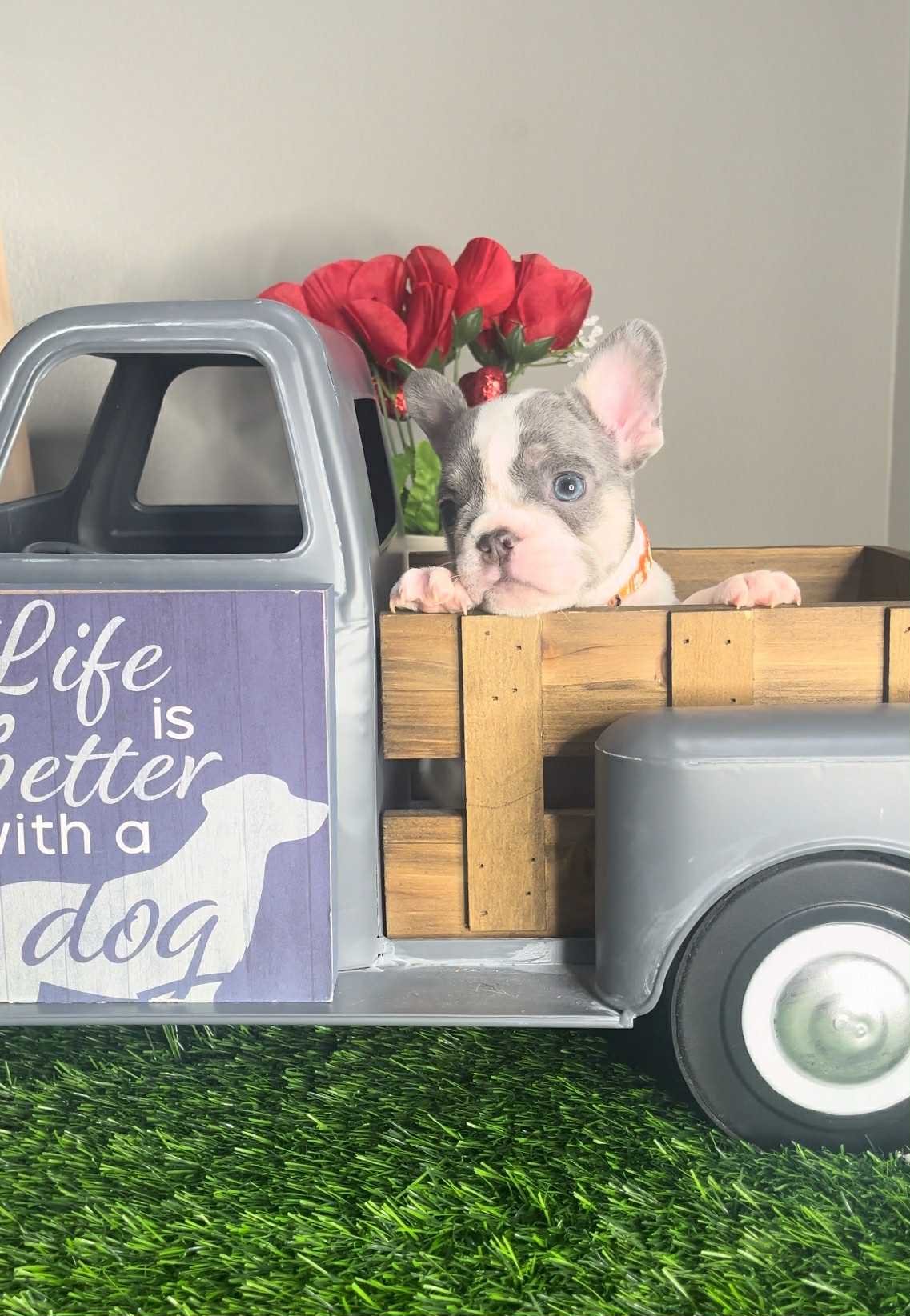 Stewart "Stewy" - Image 5